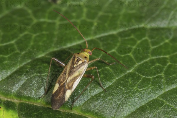 Soft bug (Miridae sp.) on green leaf with natural background, close-up, Baden-Württemberg, Germany, Europe