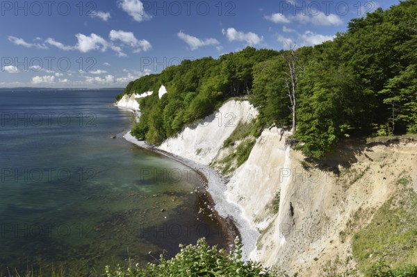 Chalk coast at Jasmund National Park on Rügen, Mecklenburg-Western Pomerania, Germany, Europe
