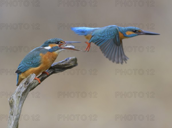 Kingfisher (Alcedo atthis), breeding pair on perch, female with fish in beak, male in flight, Lechauen, Bavaria