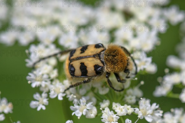Brush beetle (Trichius) on a goutweed flower, Bavaria, Germany, Europe