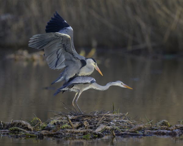 Grey heron (Ardea cinerea), adult heron and young bird copulating on a water lily root in front of reeds, Neckar valley, Baden-Württemberg, Germany, Europe