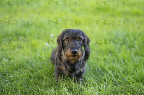 Rough-haired dachshund (Canis lupus familiaris) male, 4 years old, animal portrait, sitting on a meadow, Stuttgart, Baden-Württemberg, Germany, Europe