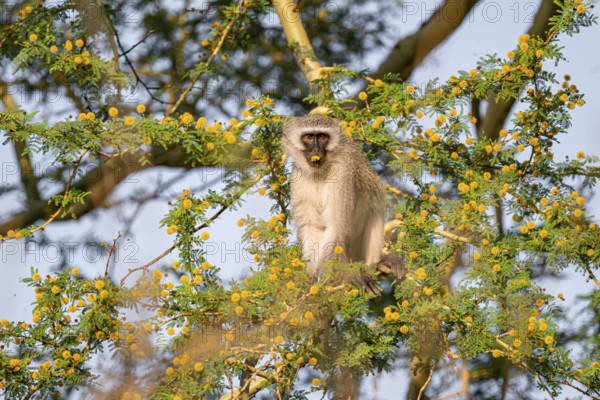 Southern vervet monkey (Chlorocebus pygerythrus) sitting in a flowering tree, eating yellow flowers of an acacia tree, Kruger National Park, South Africa, Africa
