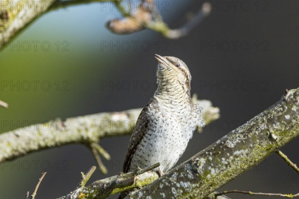 Eurasian wryneck (Jynx torquilla) Germany