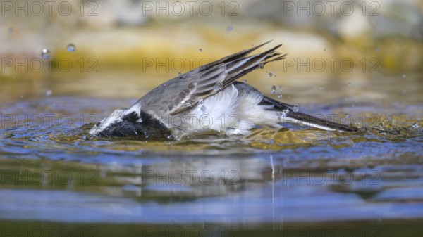 White wagtail (Motacilla alba), male bathing, biosphere reserve, Swabian Alb, Baden-Württemberg, Germany, Europe