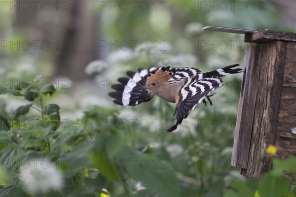 Hoopoe (Upupa epops) flies out of the nesting box after feeding the young birds, Oberspreewald, Brandenburg, Germany, Europe