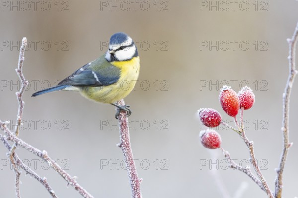 Blue tit (Parus caeruleus) Germany