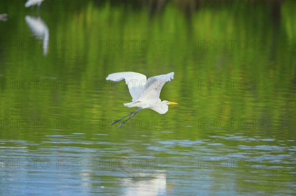 Great white egret (Ardea alba) in flight, Sanibel Island, J.N. Ding Darling National Wildlife Refuge, Florida, USA, North America