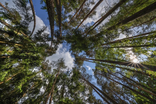 Pine forest (Pinus sylvestris), with sun star, Franconia, Bavaria, Germany, Europe
