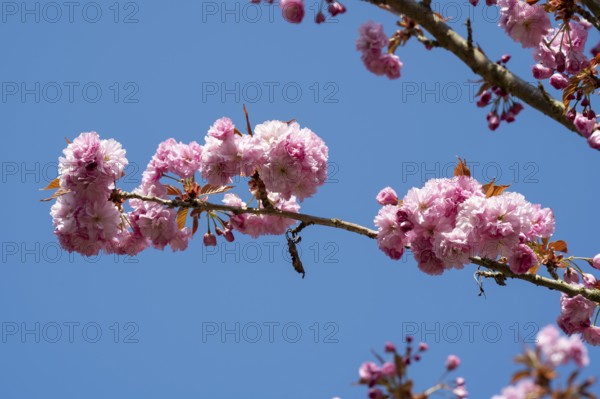 Japanese flowering cherry (Prunus serrulata), cherry blossom branch, Rombergpark, Dortmund, North Rhine-Westphalia, Germany, Europe