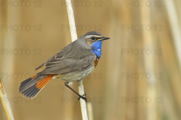 White-starred bluethroat (Luscinia svecica cyanecula), mating male on a reed, wildlife, nature photography, songbird, Lauwersmeer National Park, Netherlands