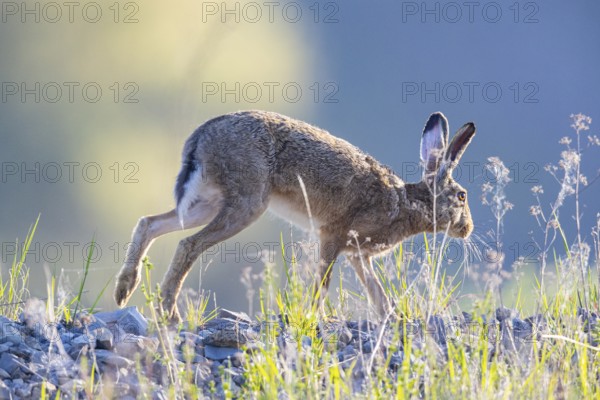 European hare (Lepus europaeus) Germany