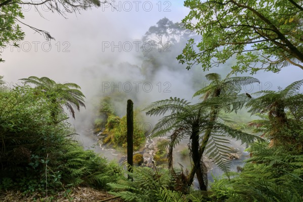 Mystical landscape with mist and ferns creating a calming atmosphere, Te Manaroa Spring, Hot Spring, Waikite Valley, Bay of Plenty, North Island, New Zealand, Oceania