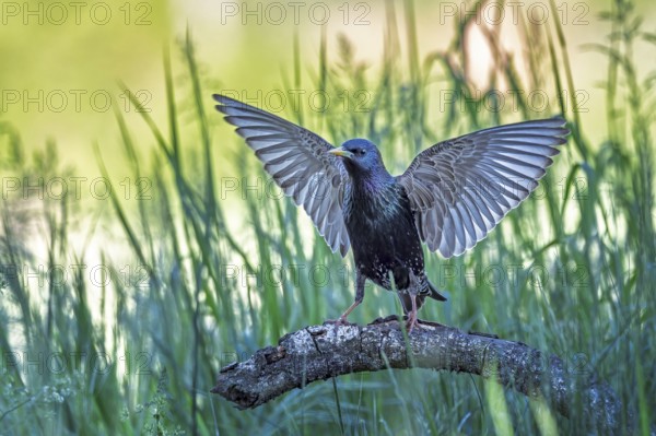 Starling (Sturnus vulgaris), also known as Common starling, approaching, wings spreading, foraging, Middle Elbe River Landscape, Middle Elbe Biosphere Reserve, Saxony-Anhalt, Germany, Europe