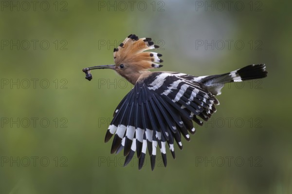 Hoopoe (Upupa epops) Bird of the Year 2022, male with food for his female, bridal gift, mating, courtship, foraging, erected canopy, pair, sunrise, interaction, flying, approaching, wings, climate change, Middle Elbe Biosphere Reserve, Saxony-Anhalt, Germany, Europe