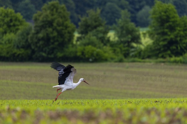 White stork (Ciconia ciconia), farmland, Göggingen, Sigmaringen district, Baden-Württemberg, Germany, Europe