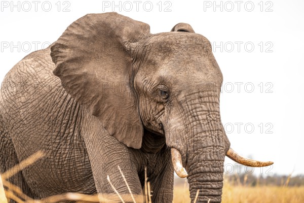 African elephant (Loxodonta africana), adult, animal portrait, Kruger National Park, South Africa, Africa