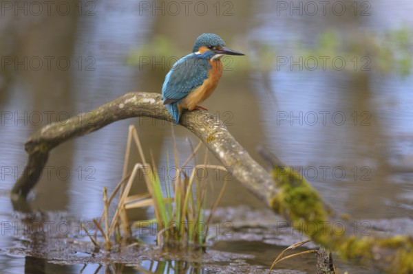 Kingfisher (Alcedo atthis), male sitting on a moss-covered branch in the water, Lechauen, Bavaria