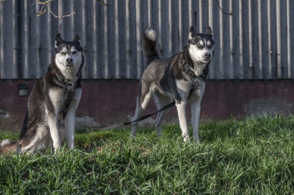 Dogs, two Siberian Huskies (Canis lupus familiaris) in front of a barn on a farm, Bavaria, Germany, Europe