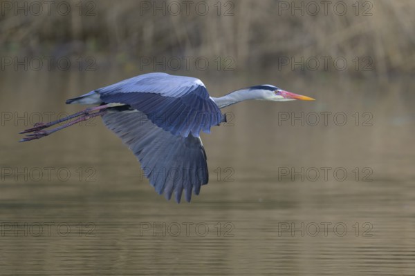 Grey heron (Ardea cinerea), adult heron in flight in front of reeds, Neckar valley, Baden-Württemberg, Germany, Europe