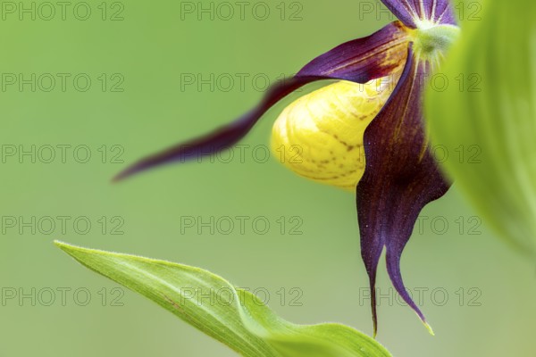 Red-brown lady's slipper (Cypripedium calceolus), orchid family, (Orchidaceae), mixed forest, mountain path, Upper Danube nature park Park, Baden-Württemberg, Baden-Württemberg, Germany, Europe