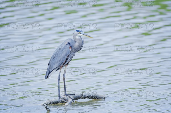 Great blue heron (Ardea herodias) looking for food, Sanibel Island, J.N. Ding Darling National Wildlife Refuge, Florida, USA, North America