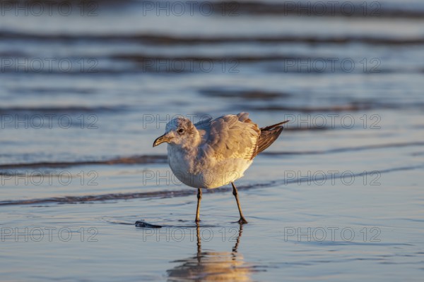 Seagull scouring the waterline searching for food along the Mississippi Gulf Coast in evening light