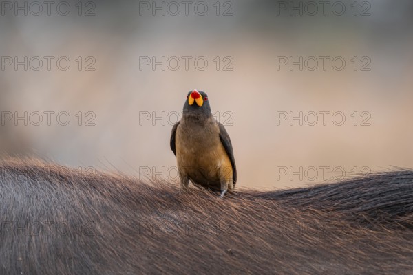 Yellow-billed oxpecker (Buphagus africanus) on the back of a blue wildebeest, Kruger National Park, South Africa, Africa
