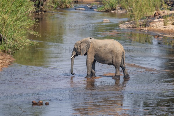 African elephant (Loxodonta africana), single elephant drinking at the river, Kruger National Park, South Africa, Africa