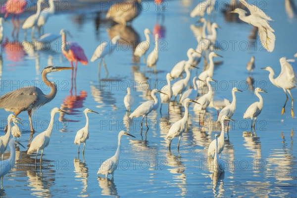 Group of Snowy Egret (Egretta thula), Roseate Spoonbills (Platalea ajaja) and Great blue heron (Ardea herodias) looking for food, Sanibel Island, J.N. Ding Darling National Wildlife Refuge, Florida, USA, North America