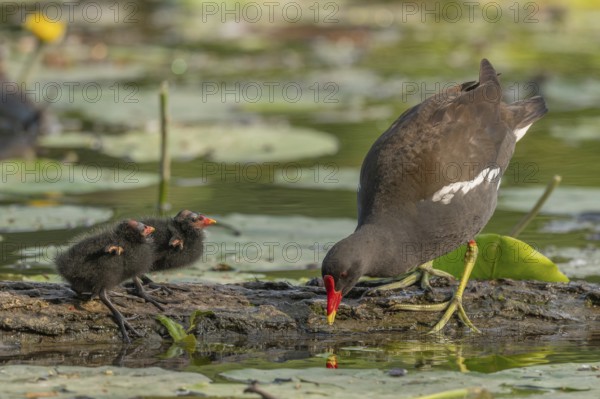 A common moorhen (Gallinula chloropus) provides food for its two-week-old young owl. Bas rhin, Alsace, grand est, France, Europe