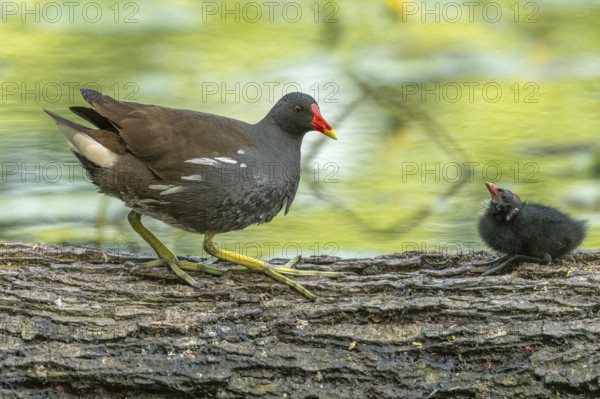 A common moorhen (Gallinula chloropus) provides food for its two-week-old young owl. Bas rhin, Alsace, grand est, France, Europe
