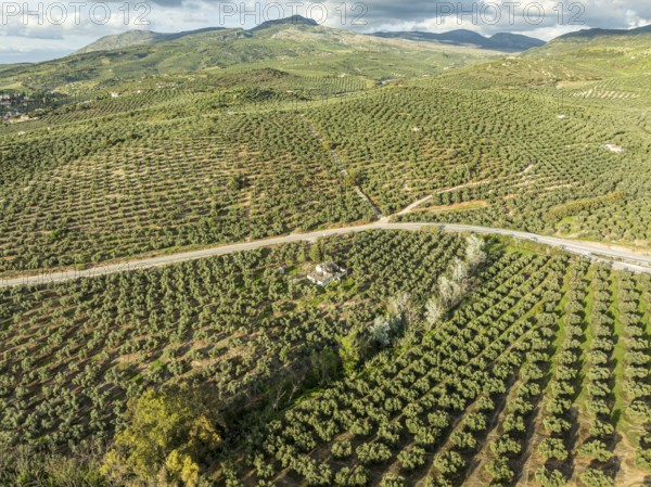 Fields of olive trees, trees planted in rows, aerial view, near village Cabra, Andalusia, Spain, Europe