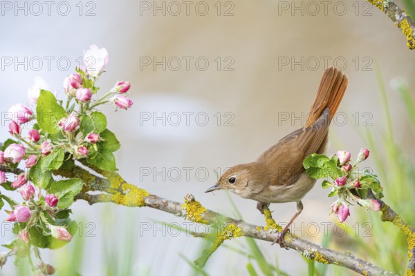 Nightingale (Luscinia megarhynchos) Germany