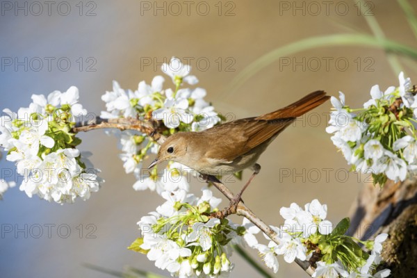 Nightingale (Luscinia megarhynchos) Germany