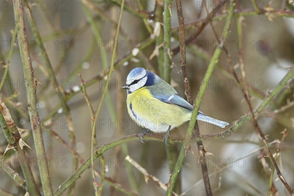 Blue tit (Parus caeruleus), sitting in the bushes of a dog rose (Rosa canina), Wilnsdorf, North Rhine-Westphalia, Germany, Europe