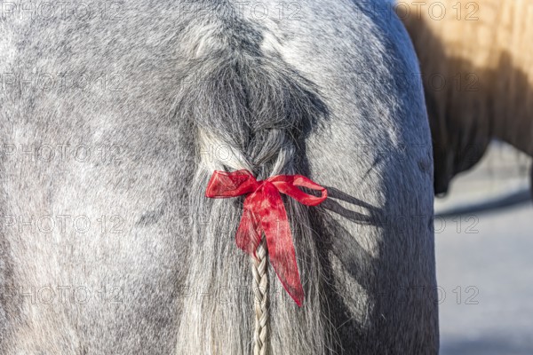 Artfully braided ponytail of a grey horse. The red ribbon is a subtle warning. The horse tends to lash out. Baden-Württemberg, Germany, Europe