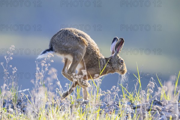 European hare (Lepus europaeus) Germany
