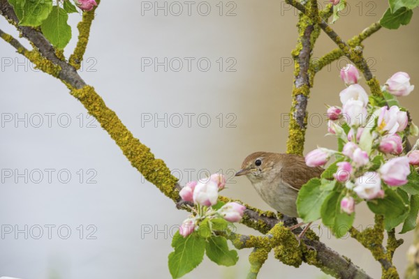 Nightingale (Luscinia megarhynchos) Germany
