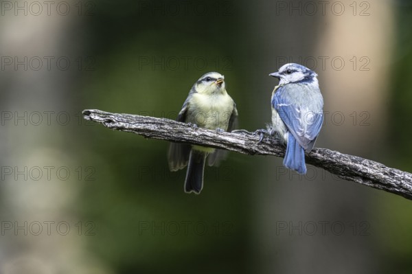 Blue tits (Parus caerulea), feeding young animals, Emsland, Lower Saxony, Germany, Europe