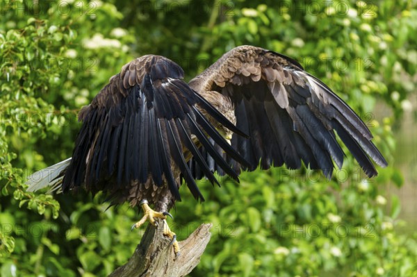 An eagle stands with its wings spread, its back to the camera, White-tailed Eagle (Haliaeetus albicilla), France, Europe