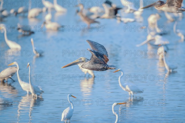Brown pelican (Pelecanus occidentalis) in flight, Sanibel Island, J.N. Ding Darling National Wildlife Refuge Florida, USA, North America