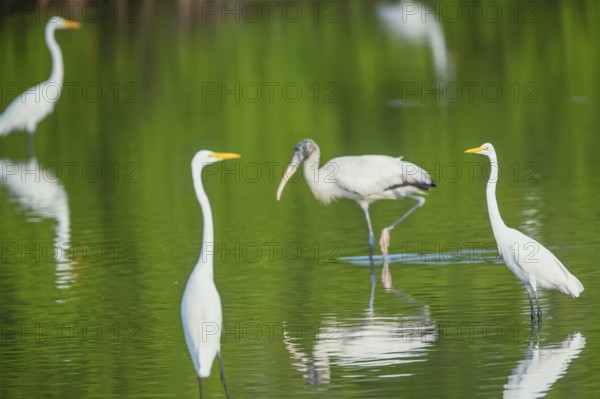 Great white egrets (Ardea alba) and Wood Stork (Mycteria Americana) fishing, Sanibel Island, J.N. Ding Darling National Wildlife Refuge, Florida, USA, North America