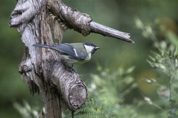 Great Tit (Parus major), Emsland, Lower Saxony, Germany, Europe