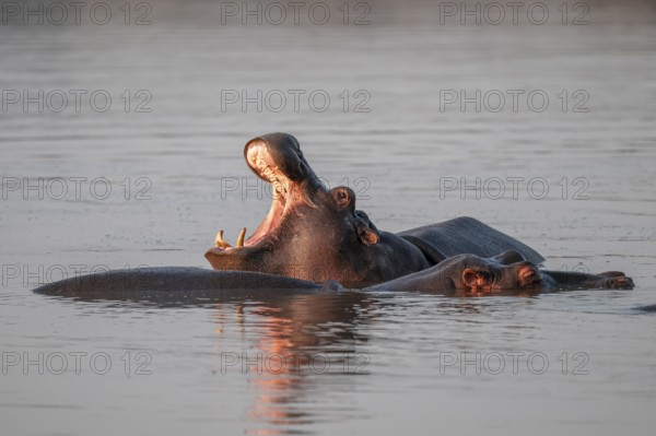 Hippopotamus (Hippopatamus amphibius), yawning with wide open mouth, in water in morning light, with reflection, adult, Kruger National Park, South Africa, Africa
