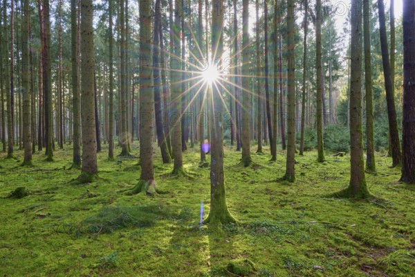 Sunlit forest shows the mood of nature, with moss-covered trees and light, beech trees, Odenwald, Neckar-Odenwald district, Baden-Württemberg, Germany, Europe