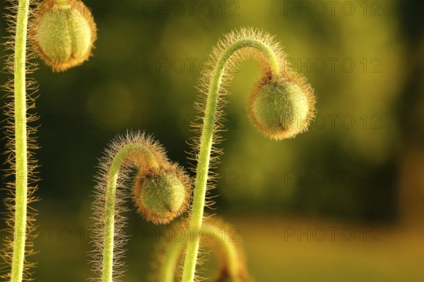 Iceland poppy (Papaver nudicaule), buds, in the evening light, North Rhine-Westphalia, Germany, Europe