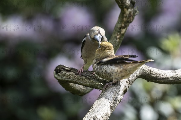 Hawfinch (Coccothraustes coccothraustes), feeding juveniles, Emsland, Lower Saxony, Germany, Europe