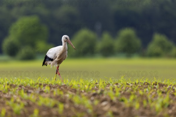 White stork (Ciconia ciconia), farmland, Göggingen, Sigmaringen district, Baden-Württemberg, Germany, Europe