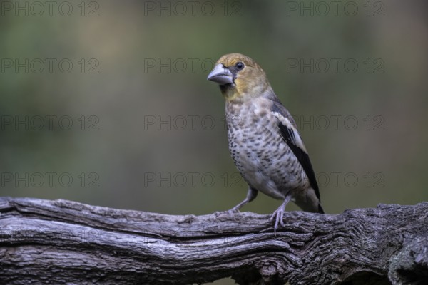 Hawfinch (Coccothraustes coccothrauste, juvenile, Emsland, Lower Saxony, Germany, Europe